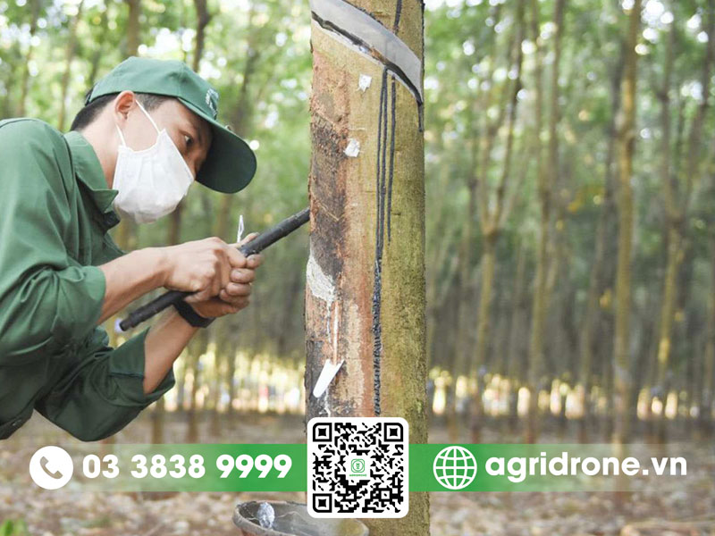 Cây cao su có độc không? Những lầm tưởng về cây cao su