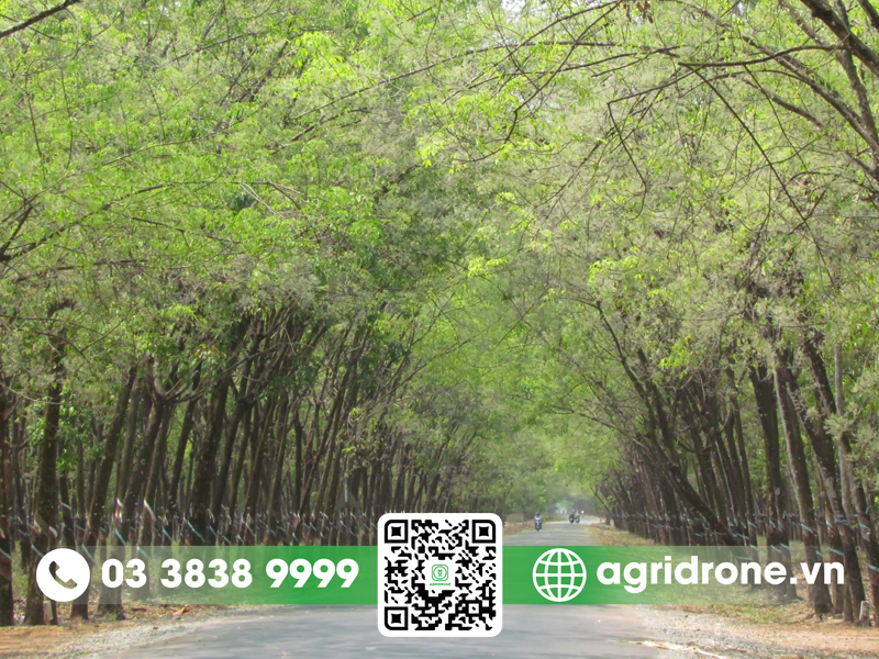 Cây cao su quang hợp như thế nào?