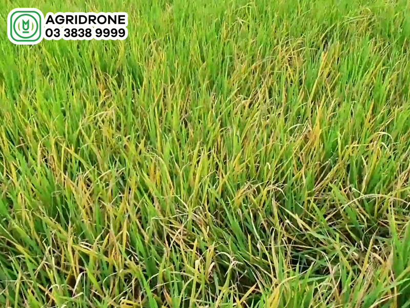 Bệnh vàng lá lúa nguyên nhân & cách phòng tránh hiệu quả