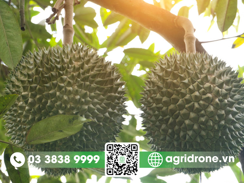 Đặc điểm sầu riêng Black Thorn