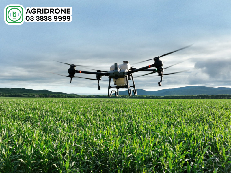 Máy bay phun thuốc sạ lúa rải phân DJI Agras T50 có tốt không?