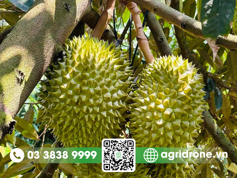 sau rieng Tien Giang 3