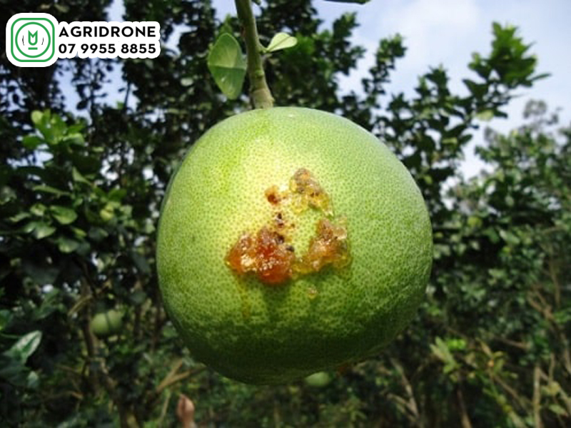 Sâu bệnh hại trên cây có múi và cách phòng ngừa