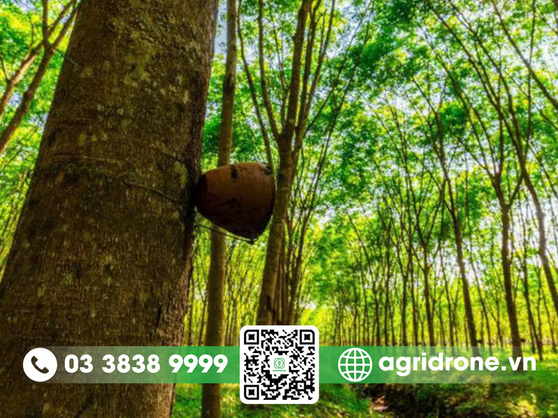 Lợi ích của cây cao su về mặt kinh tế và môi trường