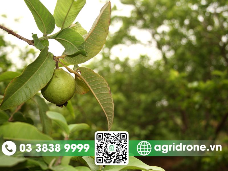 Tổng hợp các phương pháp phun thuốc trừ sâu cho cây ổi 3 Lựa chọn phương pháp phun thuốc cho ổi phù hợp