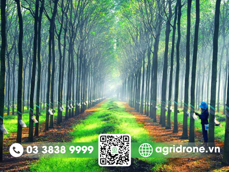 Hình ảnh vườn cây cao su