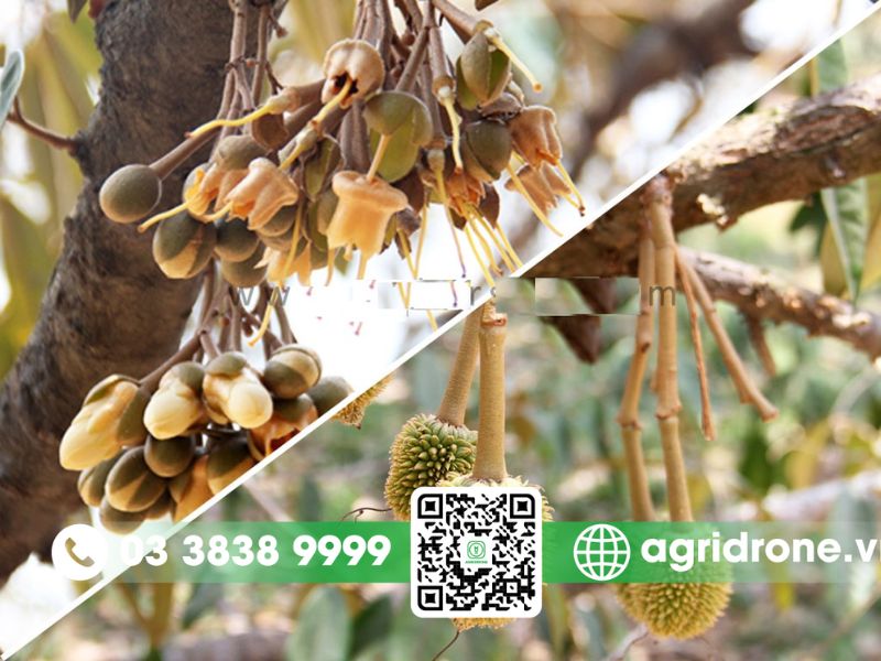 Kỹ thuật chăm sóc sầu riêng đúng cách giúp tăng năng suất 3 Xử lý ra hoa và chăm sóc thời kỳ kinh doanh (năm thứ 4 trở đi)