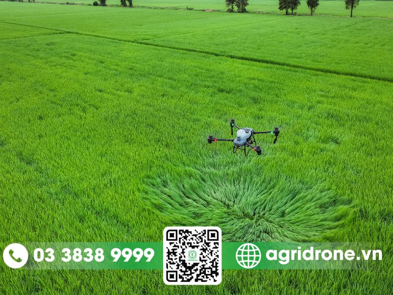 Giảm chi phí, tăng thu nhập cho nông dân khi sử dụng máy bay rải hạt trên ruộng lúa