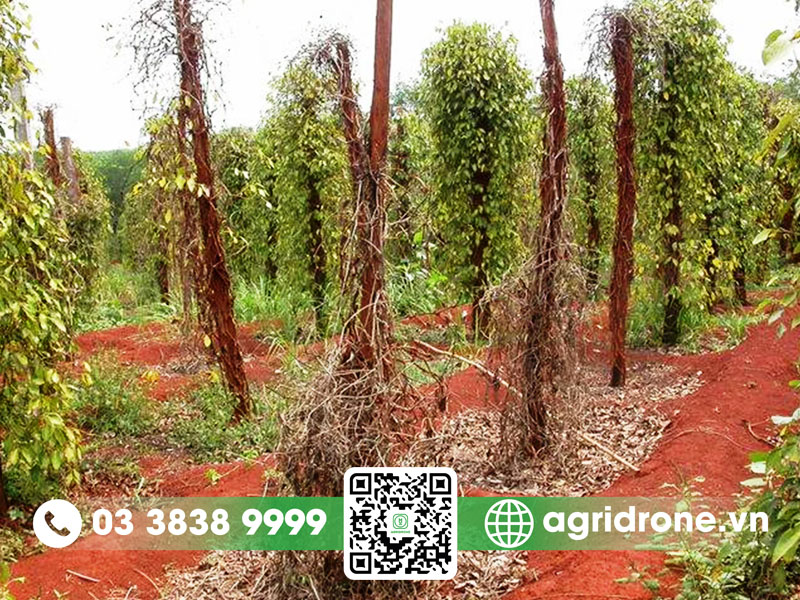 Bệnh chết nhanh trên cây hồ tiêu phòng trị như thế nào?