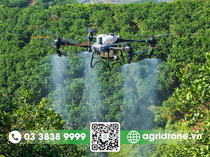 Có nên trồng sầu riêng Black Thorn?