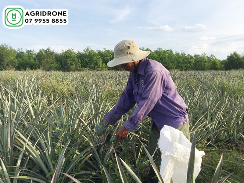 Máy bay phun thuốc Quảng Trị