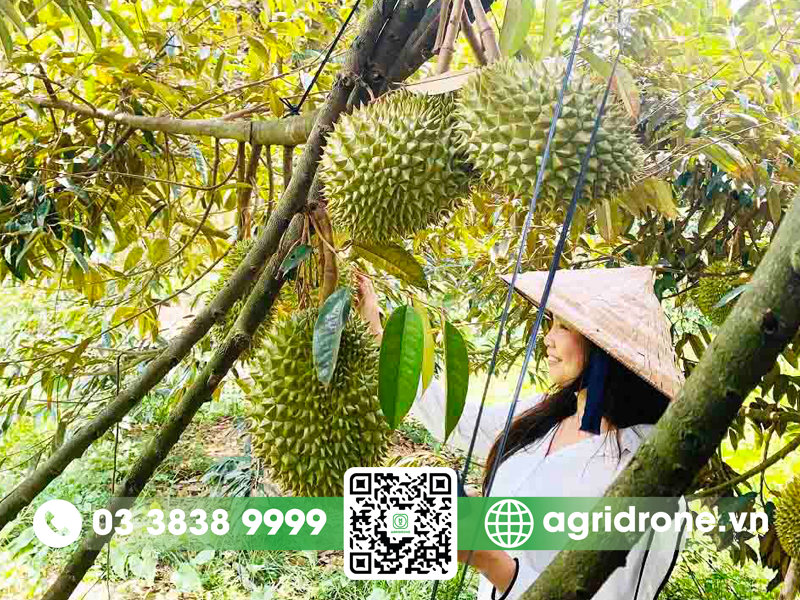 vuon sau rieng Ben Tre 1