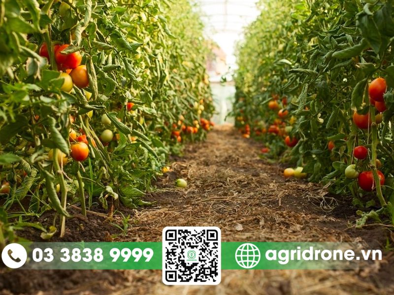 Kỹ thuật trồng cà chua vụ hè thu mang lại năng suất cao 1 Thời vụ trồng cà chua cho năng suất cao và chất lượng