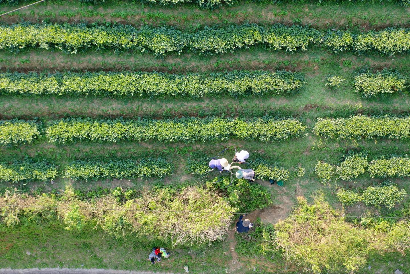 Agridrone – máy bay nông nghiệp trong chuyển đổi số