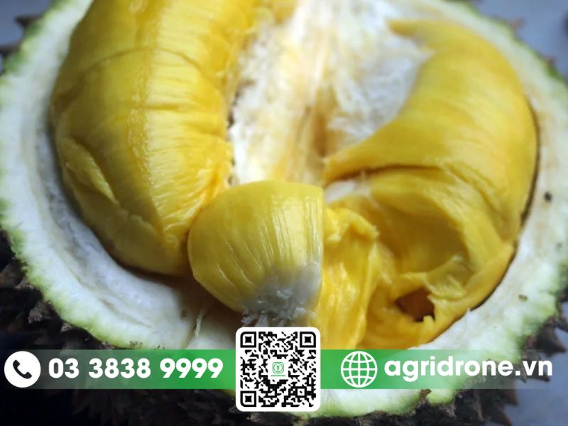 Nguyên nhân dẫn đến sầu riêng bị sượng