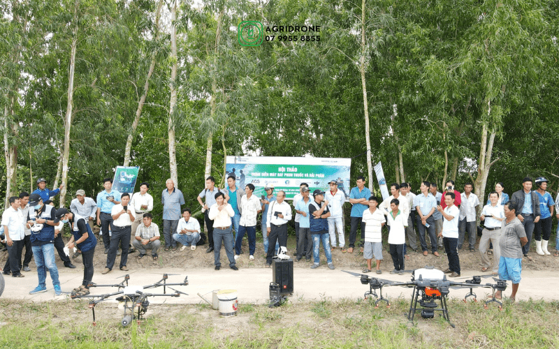 Máy bay phun thuốc và rải phân trên lúa tại huyện Gò Quao, tỉnh Kiên Giang