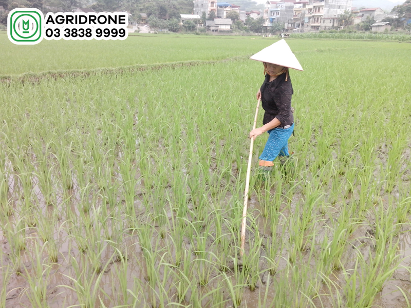 Thuốc trừ cỏ lúa 15 ngày có tốt không?