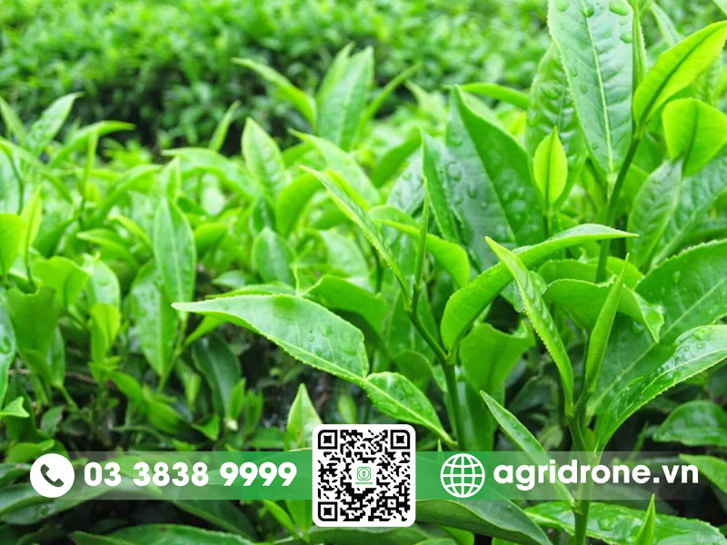 Cách trồng cây chè xanh đúng kỹ thuật, ít sâu bệnh