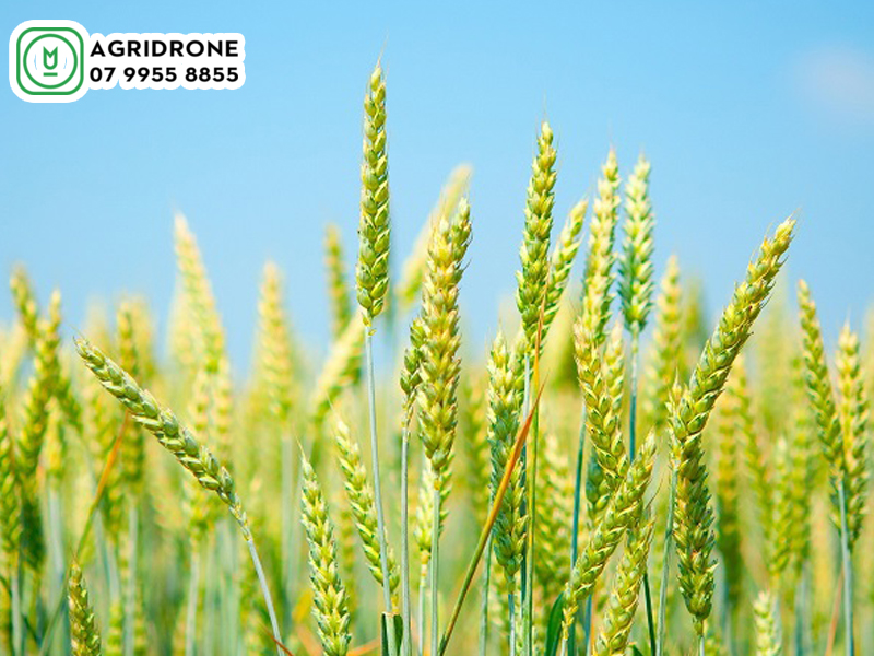 Giống lúa mì triticum aestivum được tạo nên từ đâu? 1 giong lua mi triticum aestivum 02