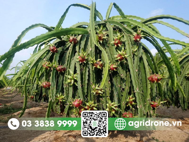 Nguồn gốc cây thanh long ở đâu?