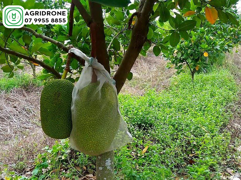Máy bay phun thuốc Phú Yên