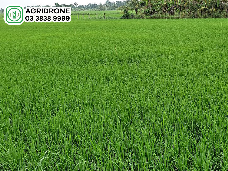 Kỹ thuật chăm sóc lúa OM 5451 tránh sâu bệnh 2 ky thuat cham soc lua OM5451 2