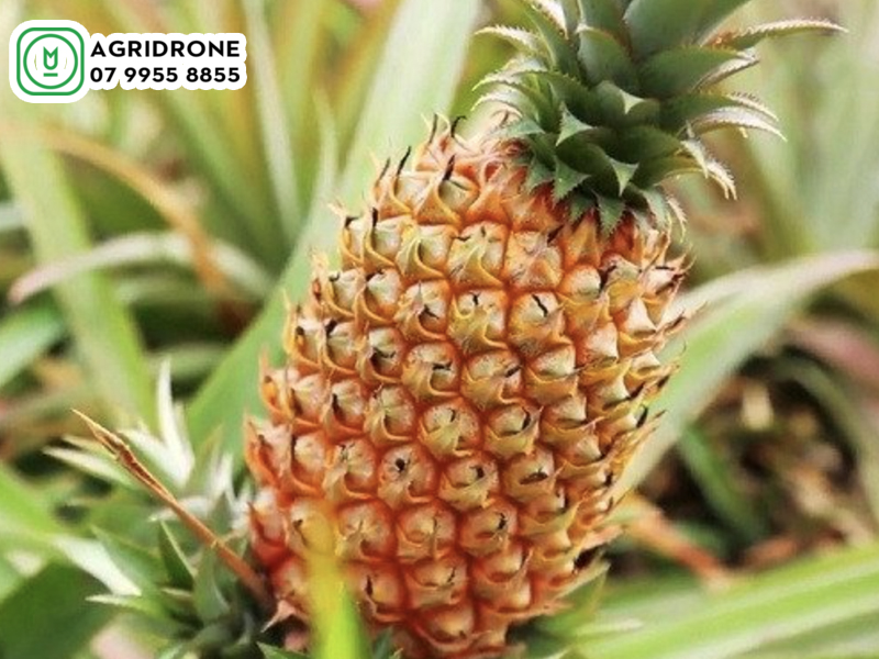Dịch vụ phun thuốc Hậu Giang: bưởi, khóm, quýt