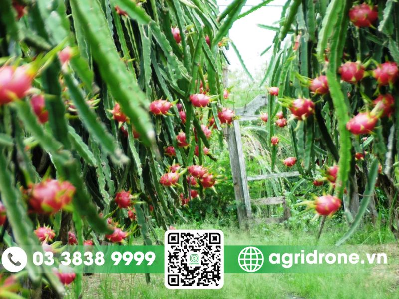 Các phương pháp bón phân cho thanh long đúng kỹ thuật để đạt năng suất cao