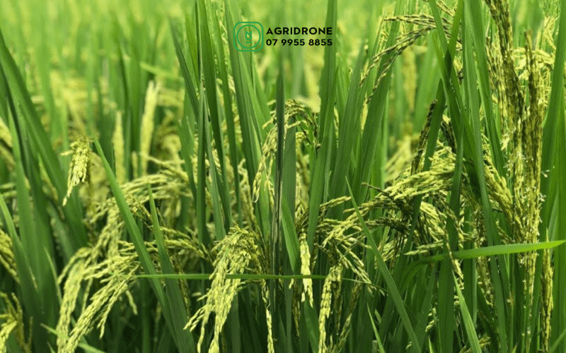 Các giống lúa đạt năng suất cao nhất hiện nay