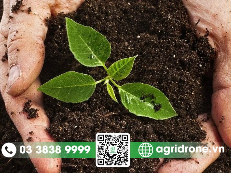 Các phương pháp bón phân cho bưởi luôn khỏe và trĩu quả 2 Các phương pháp bón phân cho bưởi để tăng chất lượng quả