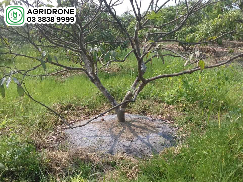Nên bón phân vào vị trí nào của cây? 2 nen bon phan vao vi tri nao cua cay 01 1