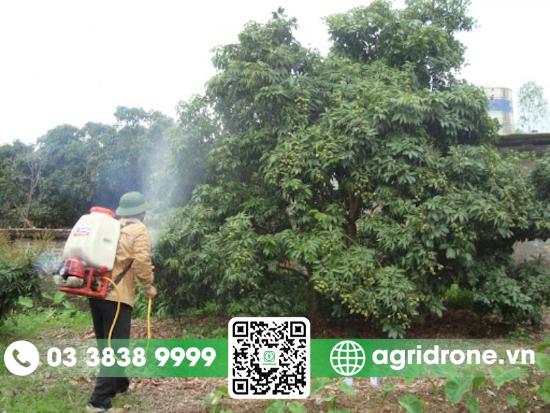 Khó khăn khi phun thuốc cho cây vải bằng phương pháp truyền thống