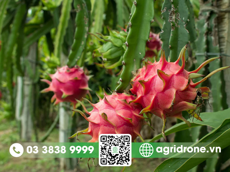 Giá trị dinh dưỡng của thanh long đối với con người