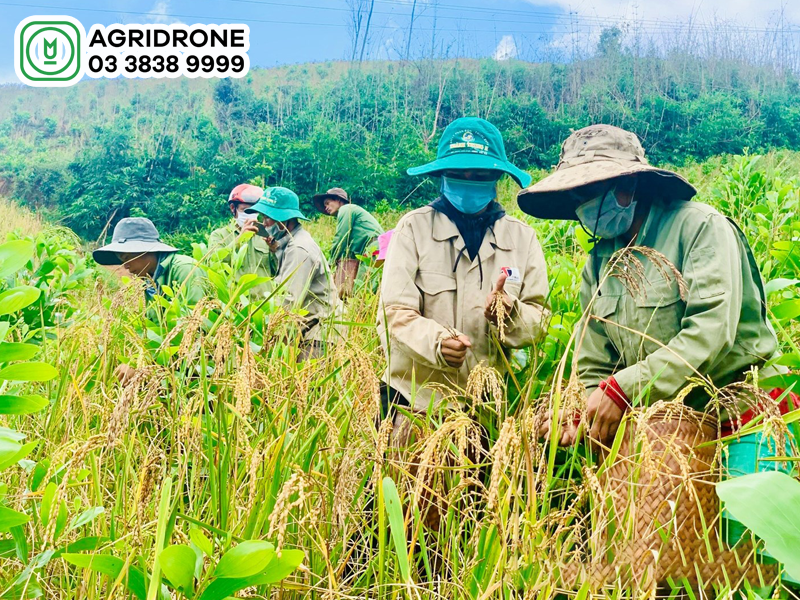 Giống lúa rẫy: Hướng dẫn kỹ thuật trồng và chăm sóc