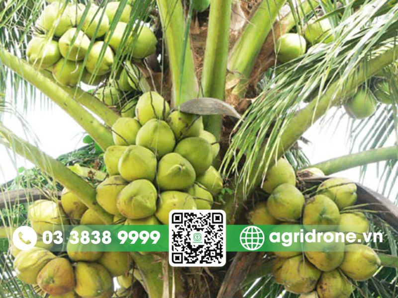 Tình hình sâu bệnh trên cây dừa sáp, cây ăn quả tại Trà Vinh