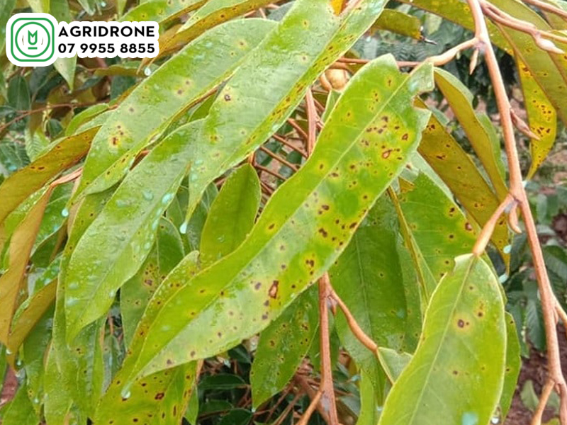 Bệnh rỉ sắt trên cây sầu riêng nguyên nhân & cách phòng trừ