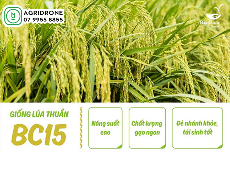 Giống lúa BC15 mới kháng đạo ôn hiệu quả