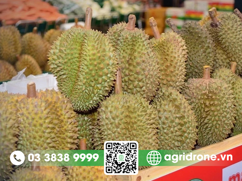 sau rieng thai bao nhieu ngay cat duoc 1
