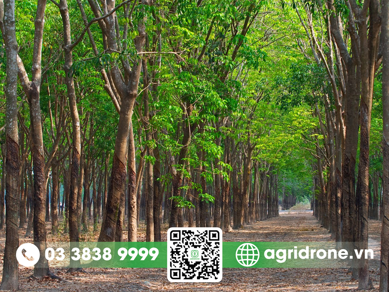 Quả cây cao su có ăn được không? 2 Quả cây cao su