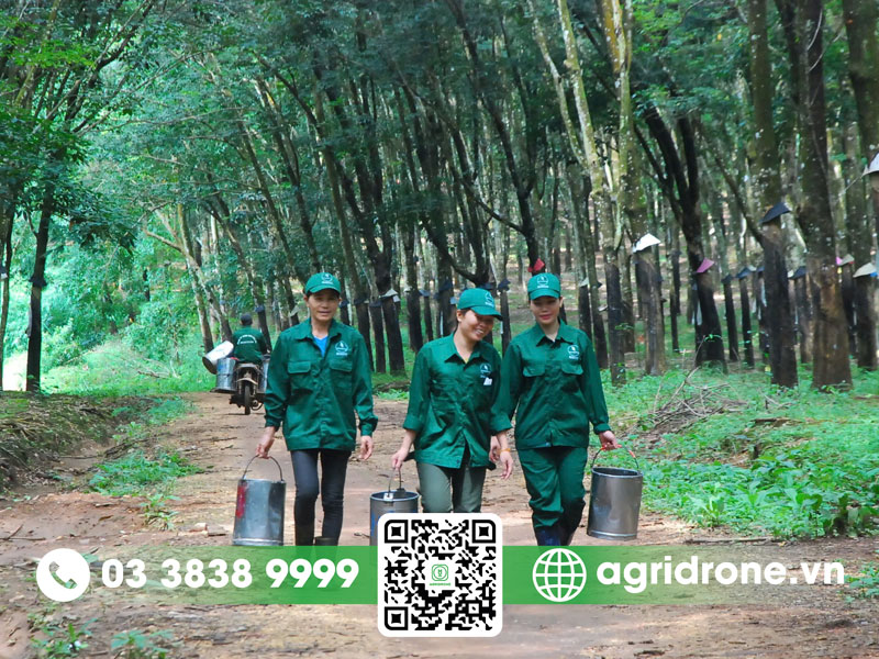 1 ha cao su trồng được bao nhiêu cây? 2 1 ha cao su trồng được bao nhiêu cây