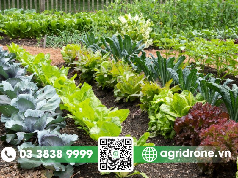 Những loại rau vụ đông xuân bội thu cho nông dân Việt Nam