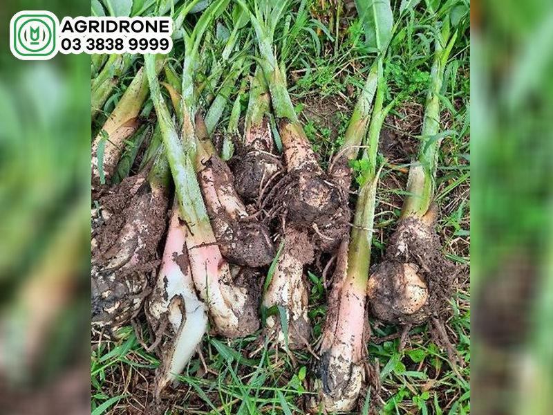 Rễ cây chuối: Đặc điểm & tác dụng chữa bệnh
