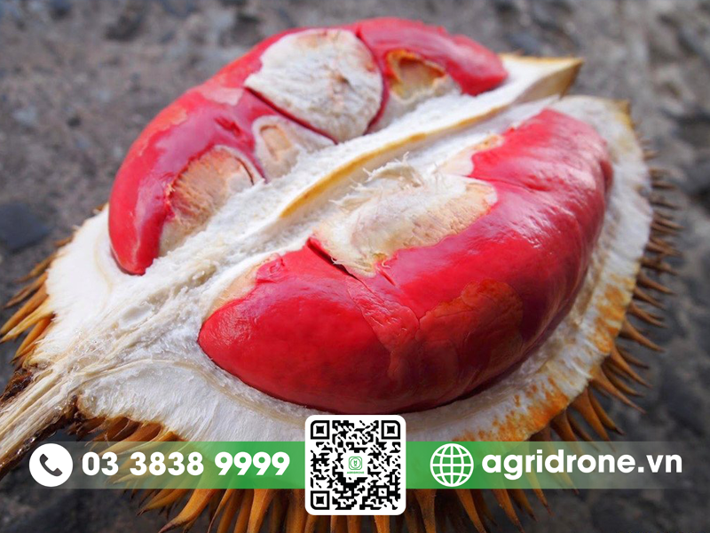 sau rieng musang king co may loai 2