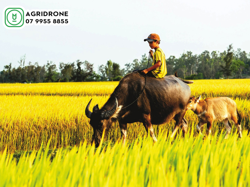 Máy bay phun thuốc Nghệ An