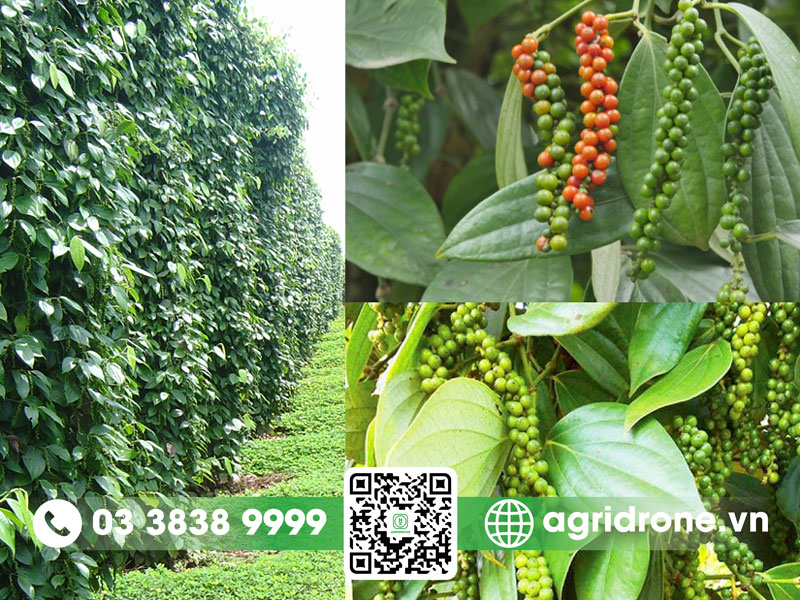 Cây hồ tiêu là gì?