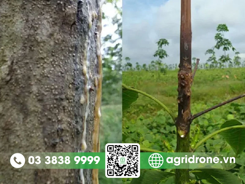 Bệnh nứt vỏ xì mủ trên cây cao su & cách phòng trừ hiệu quả