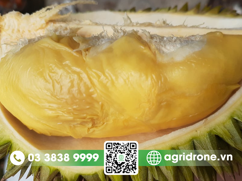sau rieng huu 6 3