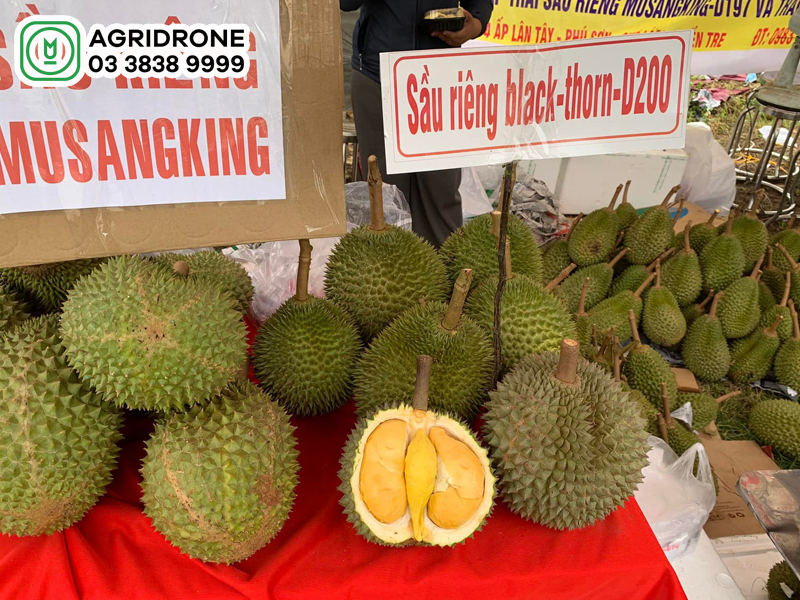 sau rieng black thorn 3