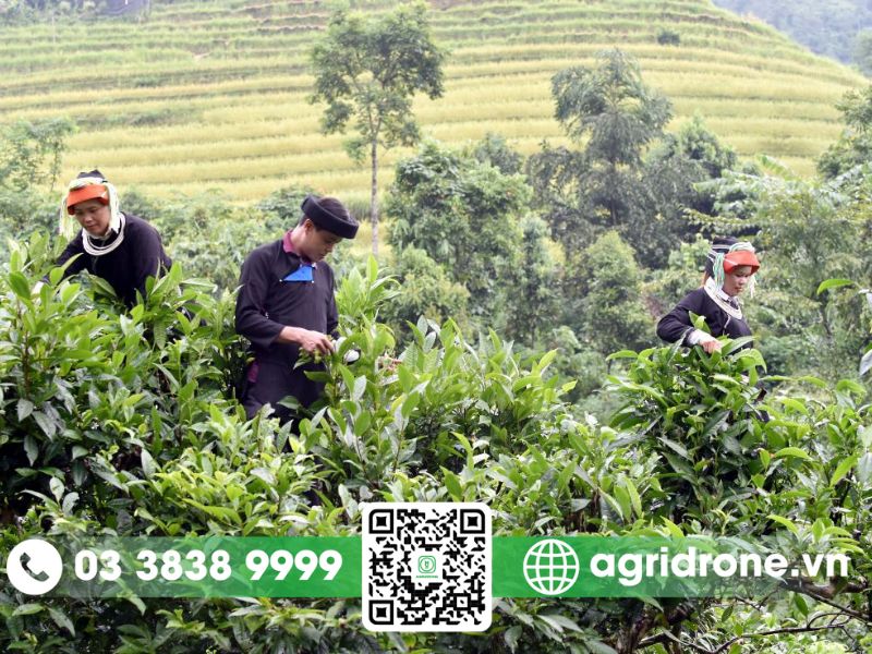 Các vùng trồng chè Shan Tuyết lớn ở Việt Nam 