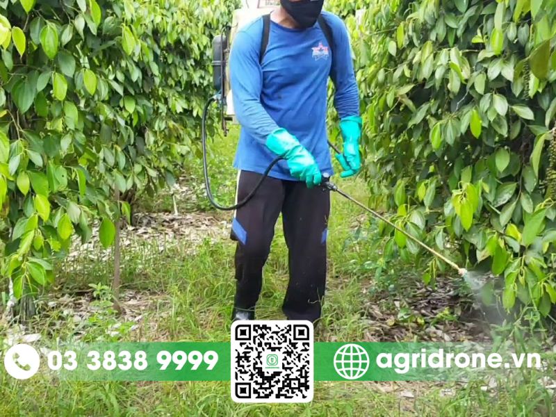 Các phương pháp phun thuốc trừ sâu cho cây tiêu hiệu quả